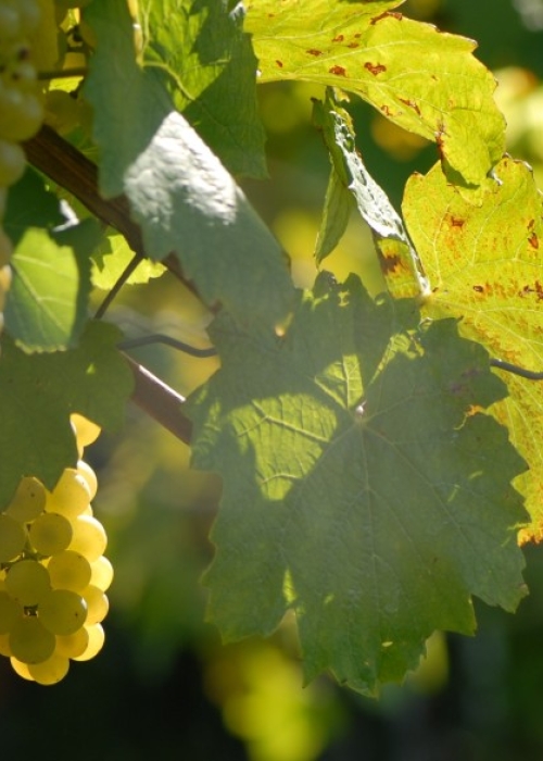 Chardonnay Traubenspitzen
